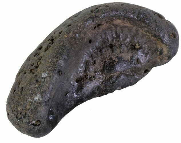 Fossil Whale Ear Bone - Miocene #63546